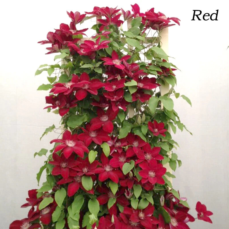 Seeds Climbing Clematis Bonsai Flowers Color Mix Perennial Pot Garden