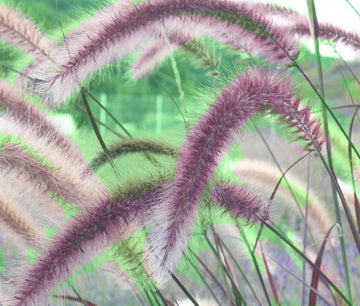 Foxtail Barley Hordeum Jubatum – Ornamental Garden Grass Seeds