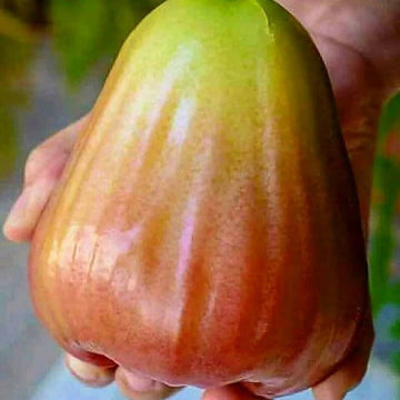 Graftedd Syzygium Aqueum King Rose Fruit Tree Flower Seeds for Home and Garden
