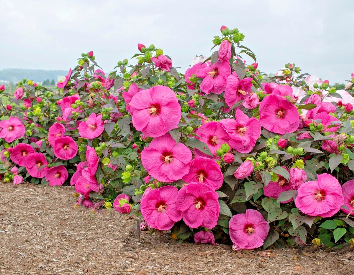 Head Over Heels Passion Hibiscus Hibiscus Syriacus – Colorful Garden Flower Seeds