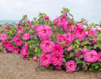 Head Over Heels Passion Hibiscus Hibiscus Syriacus – Colorful Garden Flower Seeds