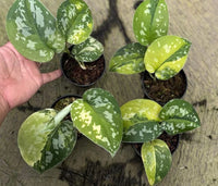 Scindapsus Sentarum Variegate Real Picture Rare Plant – Garden Flower Seeds
