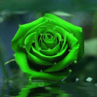 Seeds Flowers Rose Bush Green Strong Fragrant Perennial Plant Home Garden - Flower Seeds