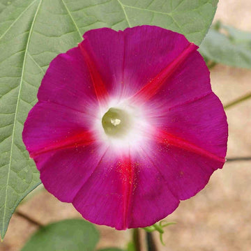 Scarlet O’Hara Morning Glory Colorful Wildflower Garden Seeds