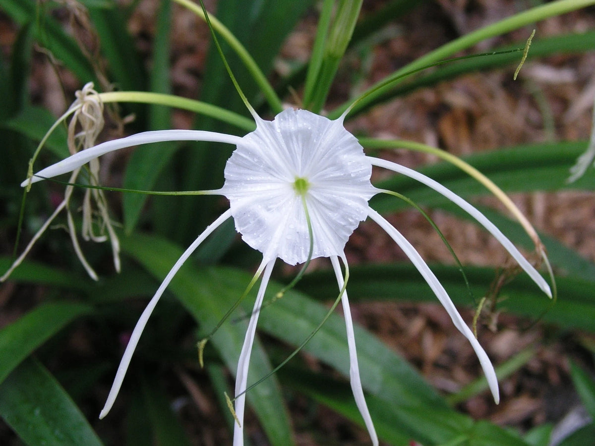 Hymenocallis Large Blooming-Size Bulb - Flower Seeds