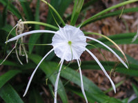 Hymenocallis Large Blooming-Size Bulb - Flower Seeds