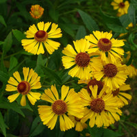 Autumn Sneezeweed Helenium – Hardy Wildflower Garden Seeds