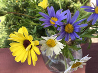 Daisy Seed Mix Colorful Pastel Garden Flower Seeds