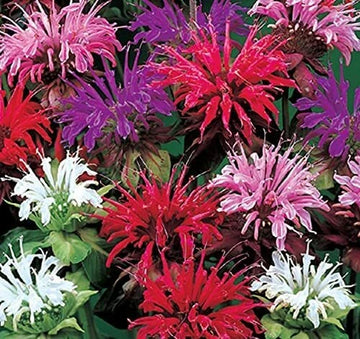 Bee Balm Monarda Didyma Mixed Color Flower Seeds