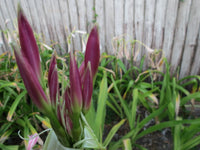 Crinum Lily Pink Flamingo Jumbo Blooming-Size Bulb New Super Rare