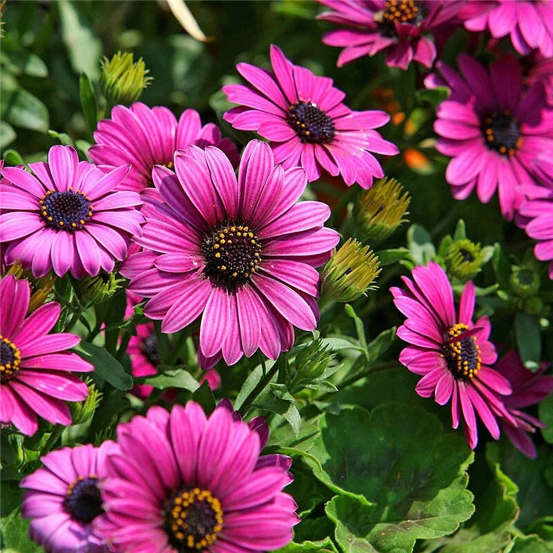 African Daisy (Osteospermum) Mix Colors Hybrid Perennial Seeds for Planting