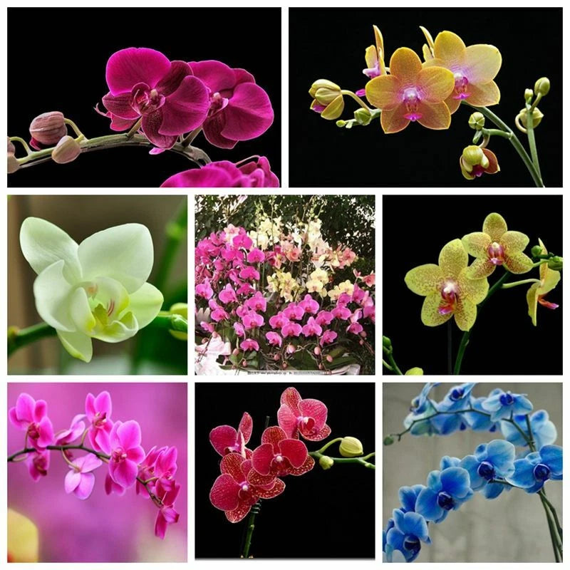 Heirloom Phalaenopsis Moth Orchid Perennial Bonsai Garden Flower Seeds - Flower Seeds