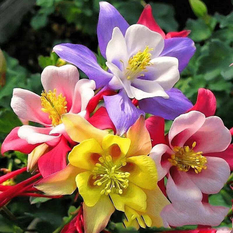 Aquilegia Mix Seeds Aquilegia Grandiflower Seeds Aquilegia Vulgaris -