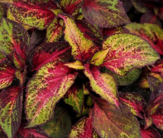 Coleus Versa Rose To Lime Solenostemon Scutellarioides – Colorful Garden Flower Seeds