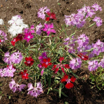Fringed Pinks Dianthus – Colorful Wildflower Garden Seeds