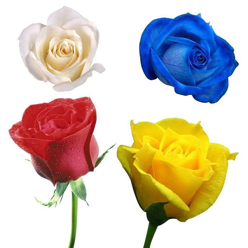 Mixed Color Rose Perennial Garden Flower Seeds