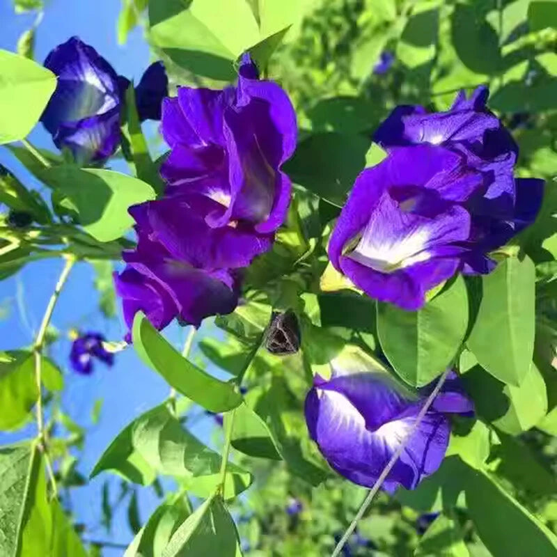 Blue Butterfly Pea Clitoria Ternatea – Flower Garden Seeds