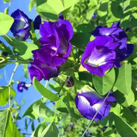 Blue Butterfly Pea Clitoria Ternatea – Flower Garden Seeds