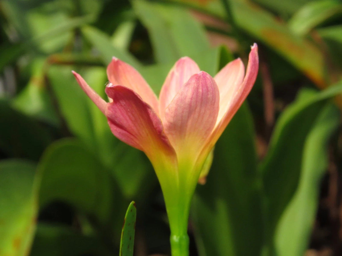 Rain Lily Zephyranthes Abacos Apricot Habranthus - Fruit Seeds