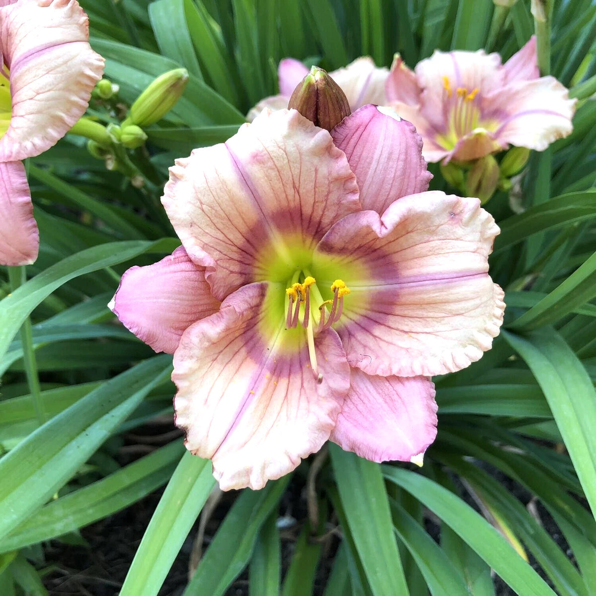 Stephanie Returns Daylily Hemerocallis – Perennial Flower Garden Seeds