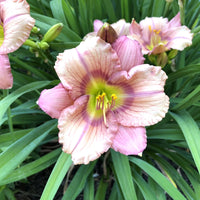 Stephanie Returns Daylily Hemerocallis – Perennial Flower Garden Seeds