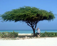 Libidibia Coriaria – Caesalpinia Divi Divi Small Tree Seeds