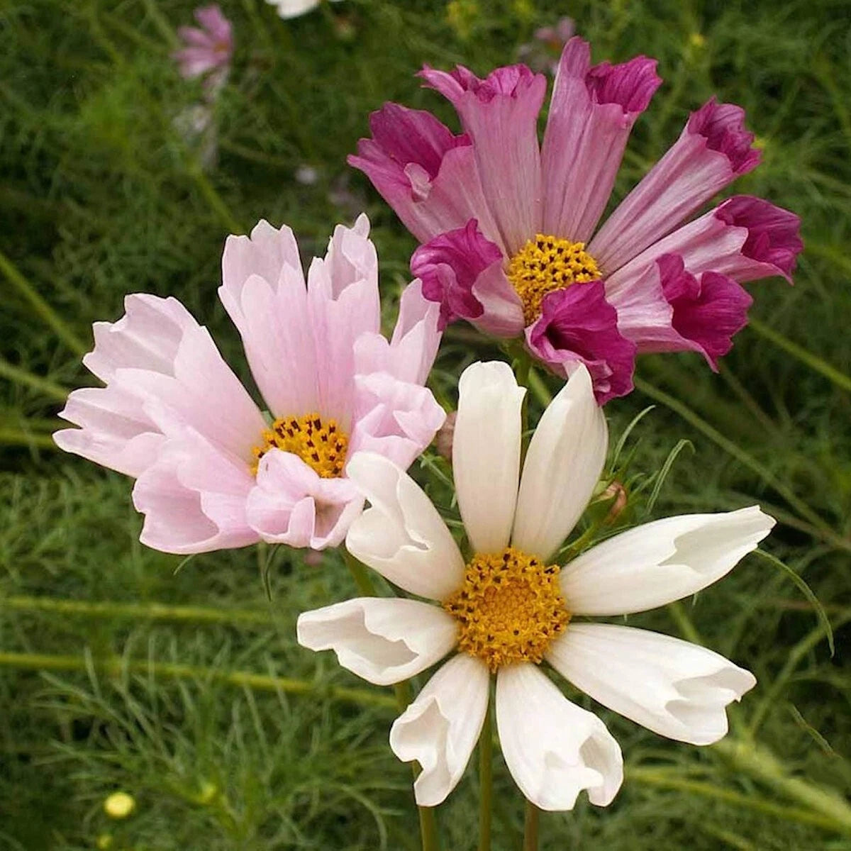 Sea Shells Cosmos – Colorful Wildflower Garden Seeds