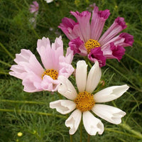 Sea Shells Cosmos – Colorful Wildflower Garden Seeds