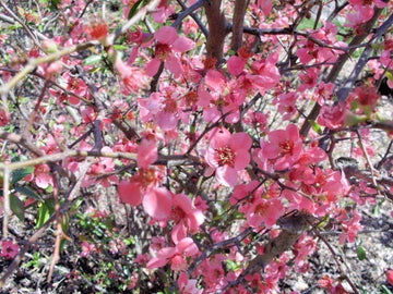 Enchantress Flowering Quince Chaenomeles Californica Ornamental Shrub Seeds