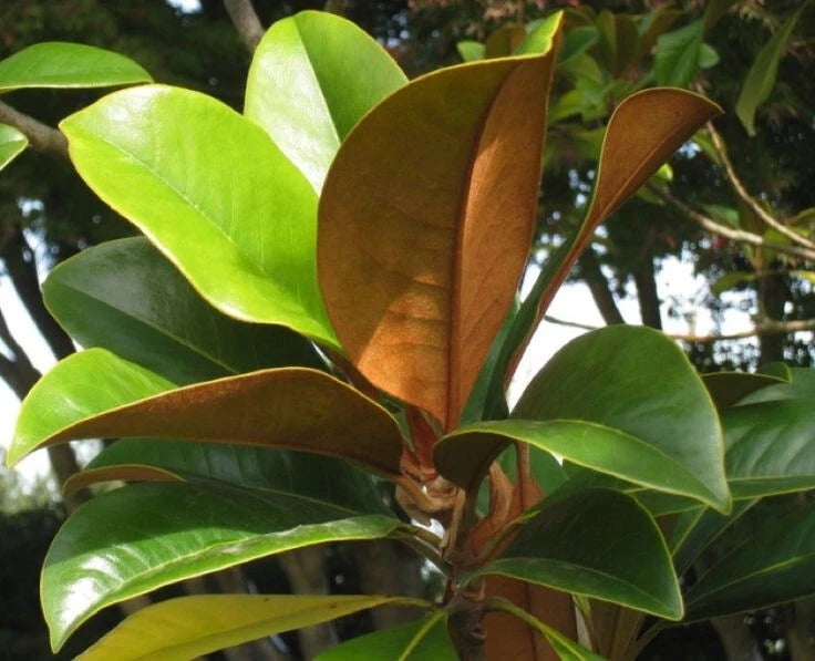 Magnolia Grandiflora Seeds Cold Hardy Fragrant Southern Bull Bay Tree Category eg, Flower Seeds