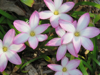 Rain Lily Zephyranthes Labufarosea – Seasonal Flower Bulbs