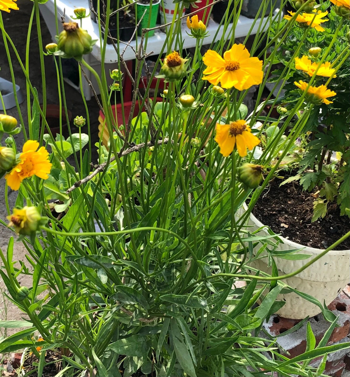 Lanceleaf Coreopsis – Yellow Perennial Flower Garden Seeds