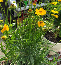 Lanceleaf Coreopsis – Yellow Perennial Flower Garden Seeds