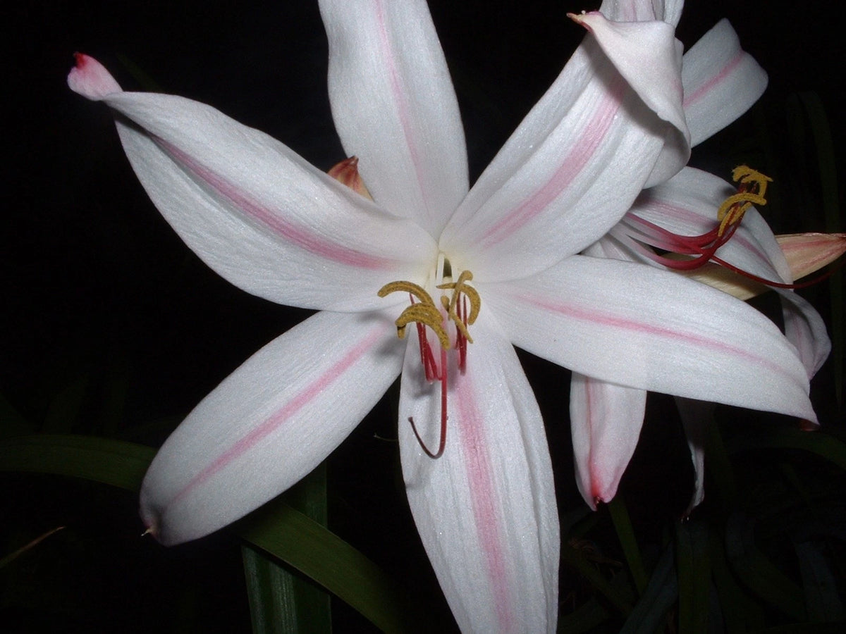 Crinum Lily Digweedii Helen Mcrory Large Blooming-Size Bulb