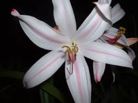 Crinum Lily Digweedii Helen Mcrory Large Blooming-Size Bulb