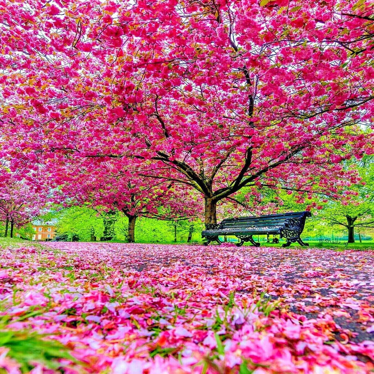 Pink Cherry Blossom Sakura – Ornamental Flower Tree Seeds