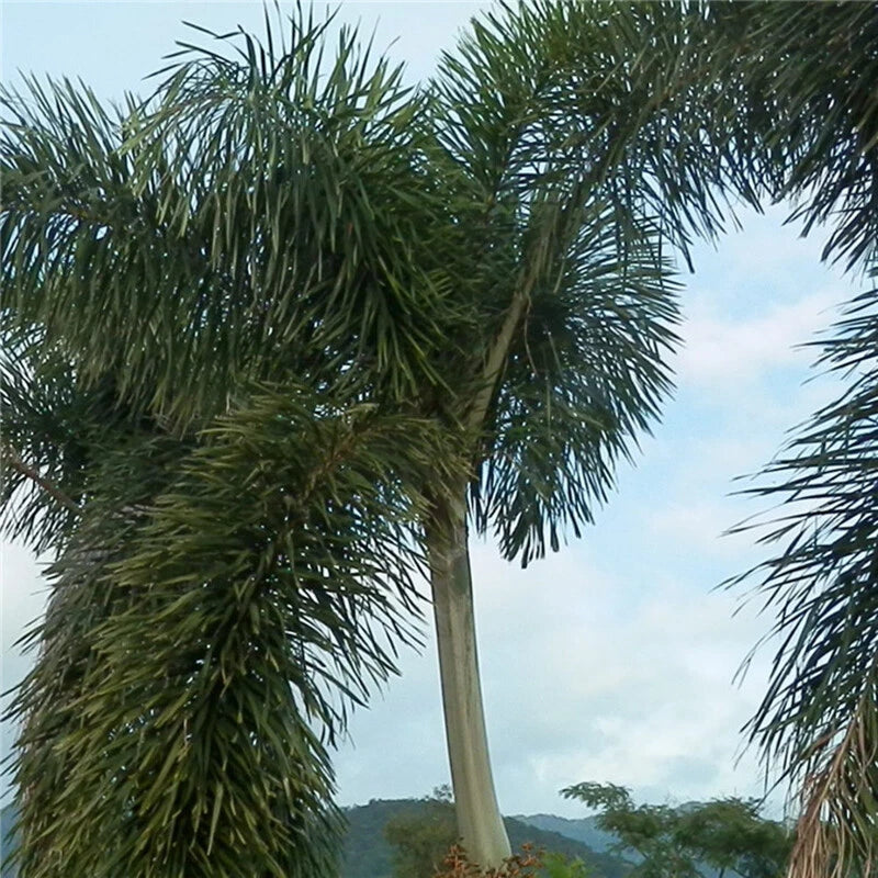 Adonidia Merrilli Dwarf – Dwarf, Tropical Fruit Seeds for Planting