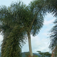 Adonidia Merrilli Dwarf – Dwarf, Tropical Fruit Seeds for Planting