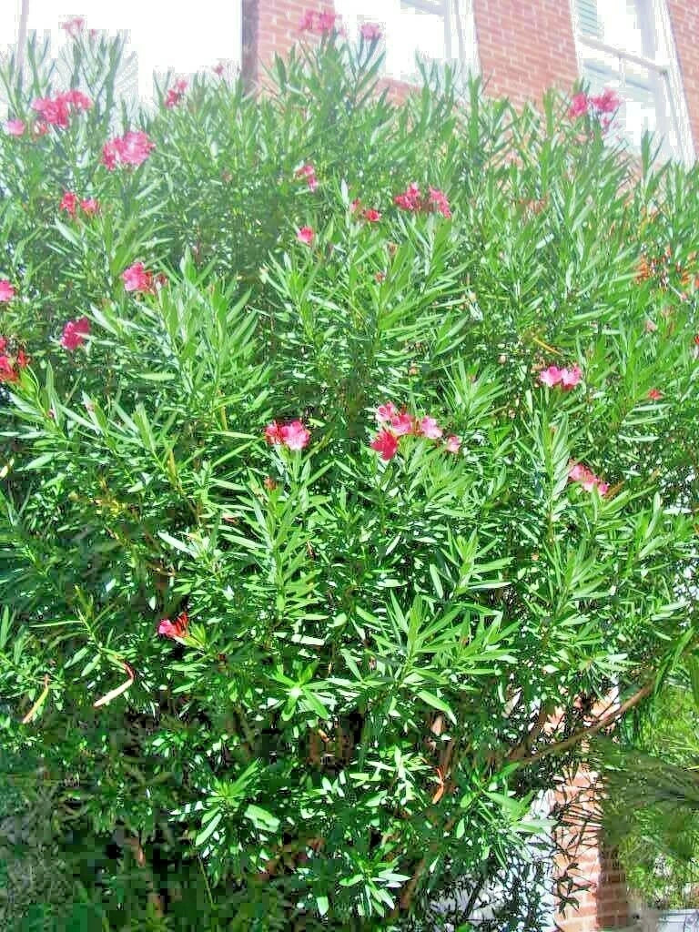 Red Oleander Nerium Oleander – Ornamental Flower Garden Seeds