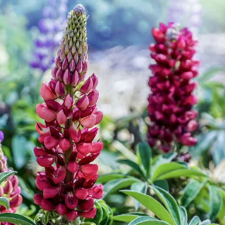 Lupine Russell Red Lupinus Polyphyllus – Perennial Garden Flower Seeds