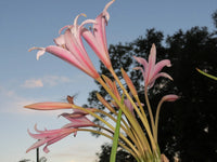 Crinum Lily Eboraci Twelve Apostles Jumbo Blooming-size Bulb New -