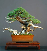 Dwarf Mugo Pine Bonsai Tree Seeds To Grow Pinus Mugo Pumilio Image