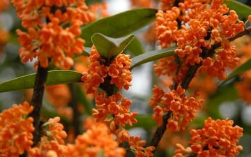 Osmanthus Fragrans Orange Fragrant Sweet Olive Tree Seeds