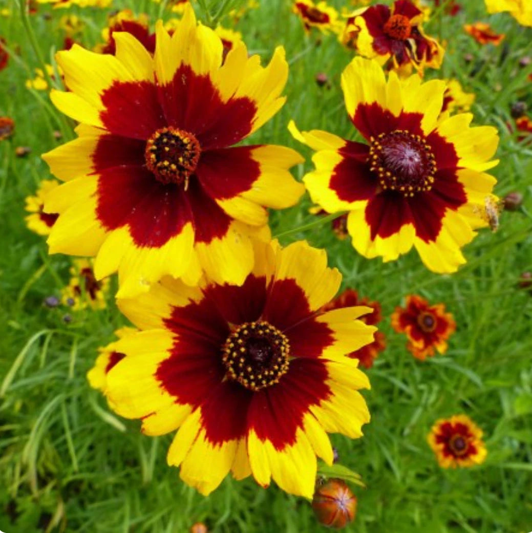 Plains Coreopsis Coreopsis Tinctoria – Hardy Perennial Flower Seeds
