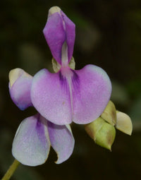 Codariocalyx Motorius – Telegraph Dancing Plant Seeds