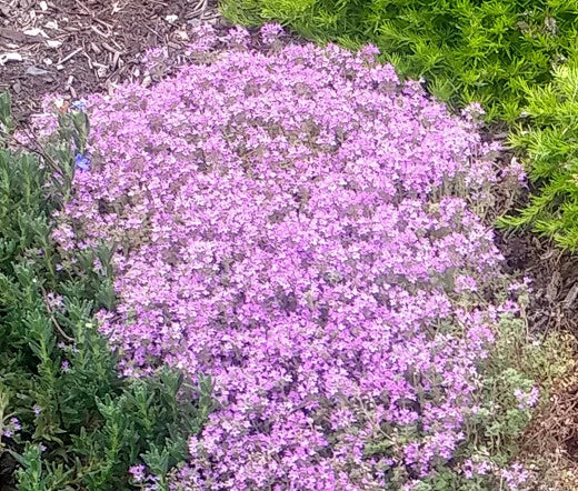 Dwarf Creeping Thyme Thymus Serpyllum – Groundcover Herb Seeds