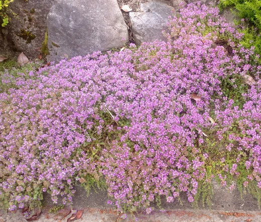 Creeping Thyme Dwarf Thymus Serpyllum Hardy Ground Cover Herb Seeds