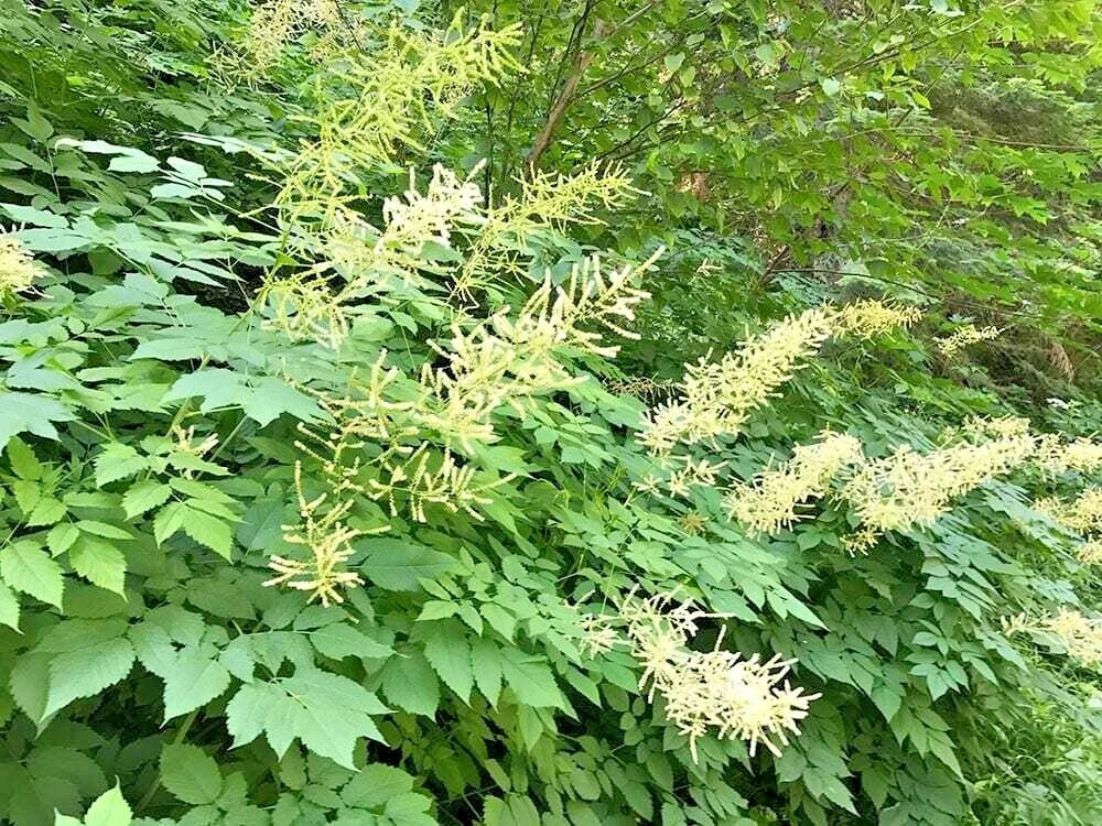 Goats Beard Aruncus Dioicus – Perennial Flower Seeds