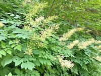 Goats Beard Aruncus Dioicus – Perennial Flower Seeds