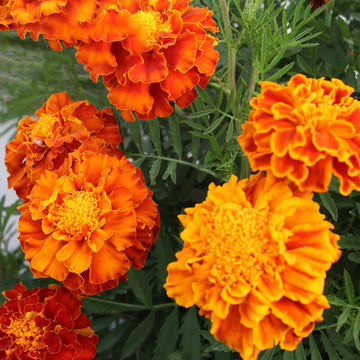 French Marigold Tagetes Patula Nana – Dwarf Garden Flower Seeds